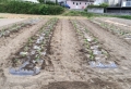 サツマイモ苗植え
