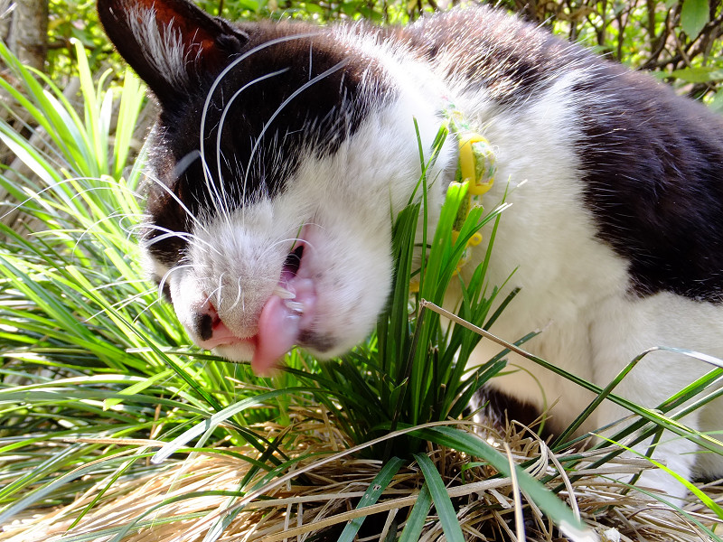 必死で草を食うネコ