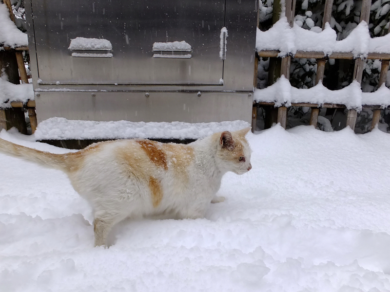 大雪の日お寺の友達猫は