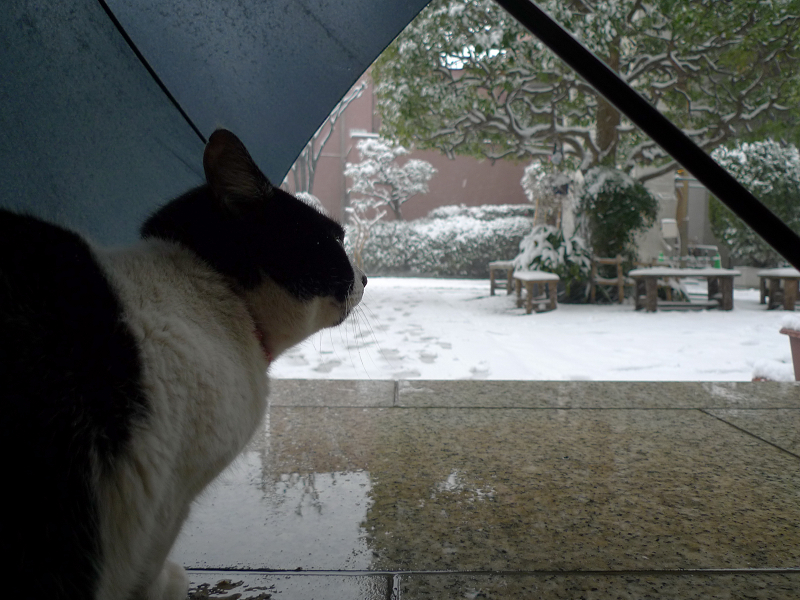 大雪の日いつものお寺の猫は