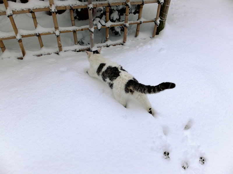大雪の日お寺の仔猫は
