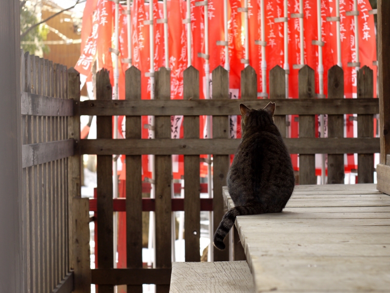 濡れ縁から赤い旗を見るキジトラ猫