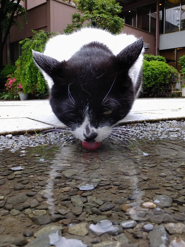 玉砂利に溜まった水を飲むネコ