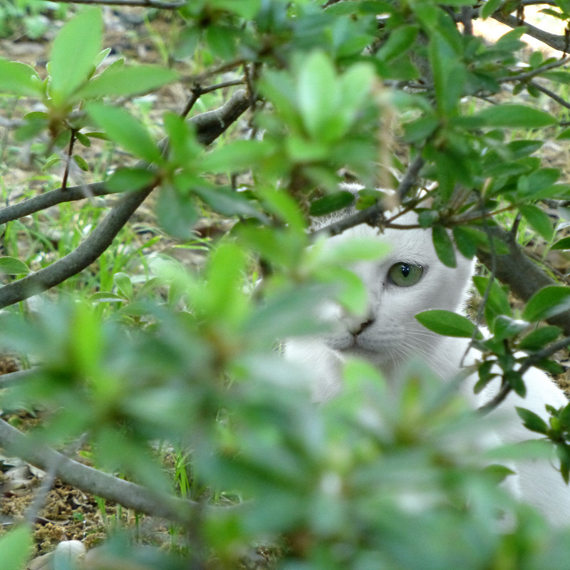 木陰の向こうの白猫