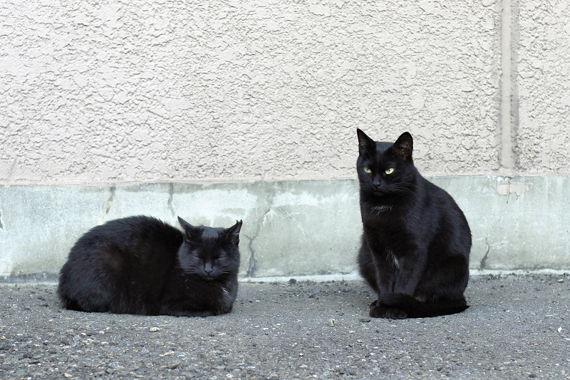 ビルの横の黒猫2匹