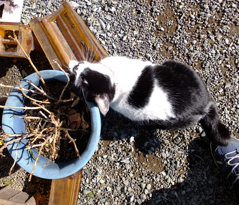 植木鉢に顔を擦りつけるネコ