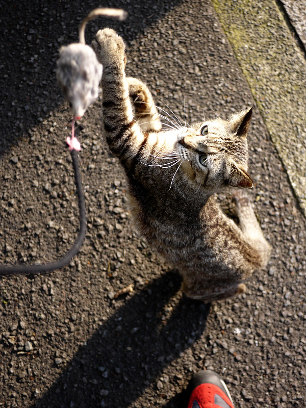 ネズミを捕まえ損なったネコ