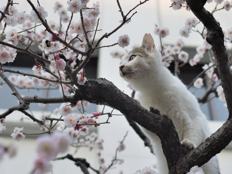 サクラの木に登ったネコ