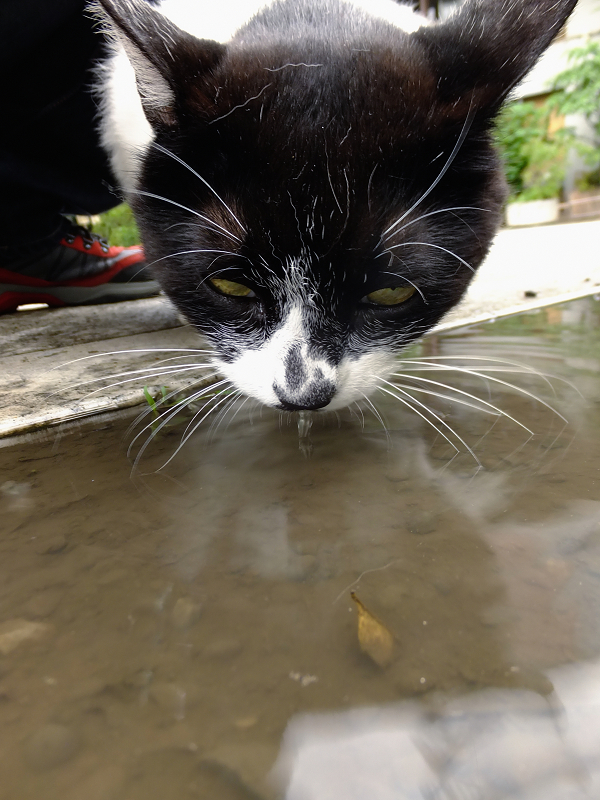 汚れた雨水を飲むネコ