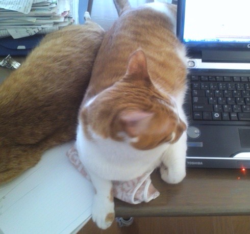 PC横で暑苦しい猫