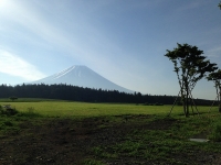 朝霧高原より富士を望む