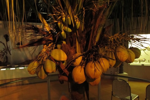 椰子の実博物館