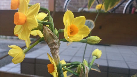 黄房咲水仙