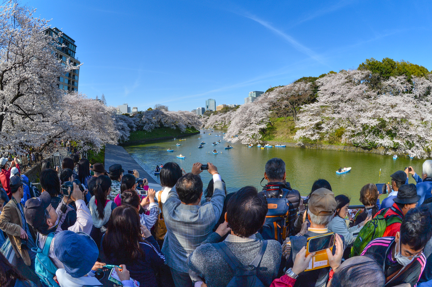 「千鳥ヶ淵の桜 混雑　フリー写真」の画像検索結果