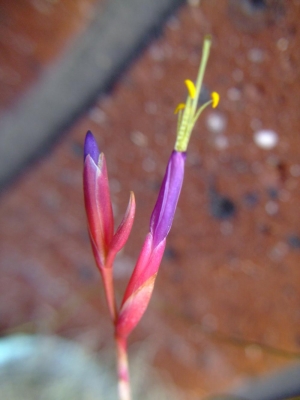 Tillandsia fuchisii～のお花♪2014.04.17