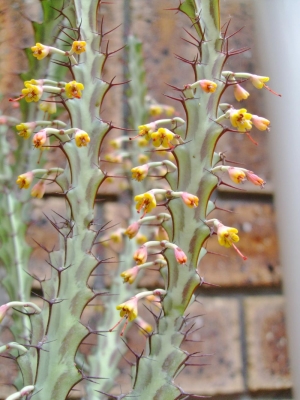 ユーフォルビア　グリーンウェイ(Euphorbia greenwayi var. greenwayi）たくさんお花が付きました♪（＾－＾）♪2014.05.22