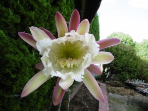鬼面角(刺の無いタイプ、ヌーダム）（Cereus hildmannianus cv. nuda） 一日花が萎み始めました。2014.08.1６～朝