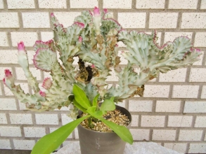 ユーフォルビア・ラクティアのセッカ(成長点が線に変異）が同属ユーフォルビア・キリン角（Euphorbia neriifolia ）に接ぎ木されています♪2014.08.21