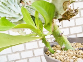ユーフォルビア・ラクティアのセッカ(成長点が線に変異）が同属ユーフォルビア・キリン角（Euphorbia neriifolia ）に接ぎ木されています♪2014.08.21